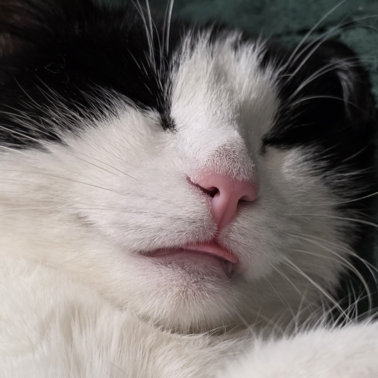 Кошка Фрея